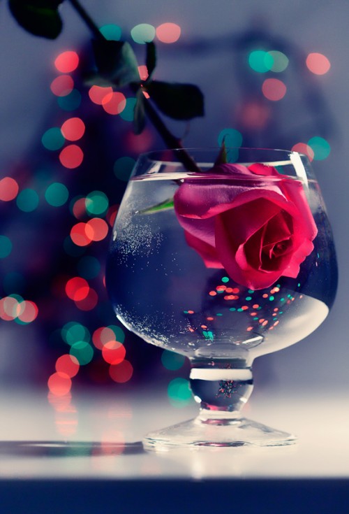 16_Romantic Rose