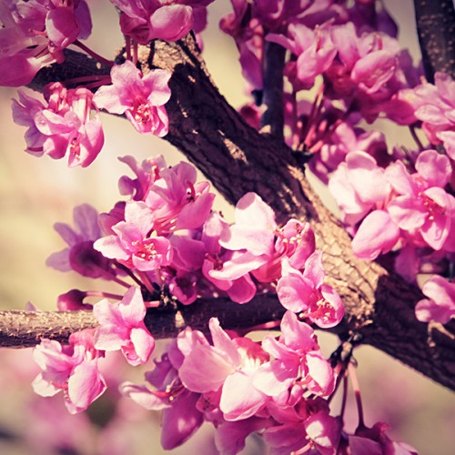 Spring Flowers Wallpaper by Venomxbaby