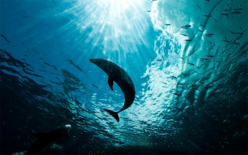 Dolphin Silhouette Wallpaper